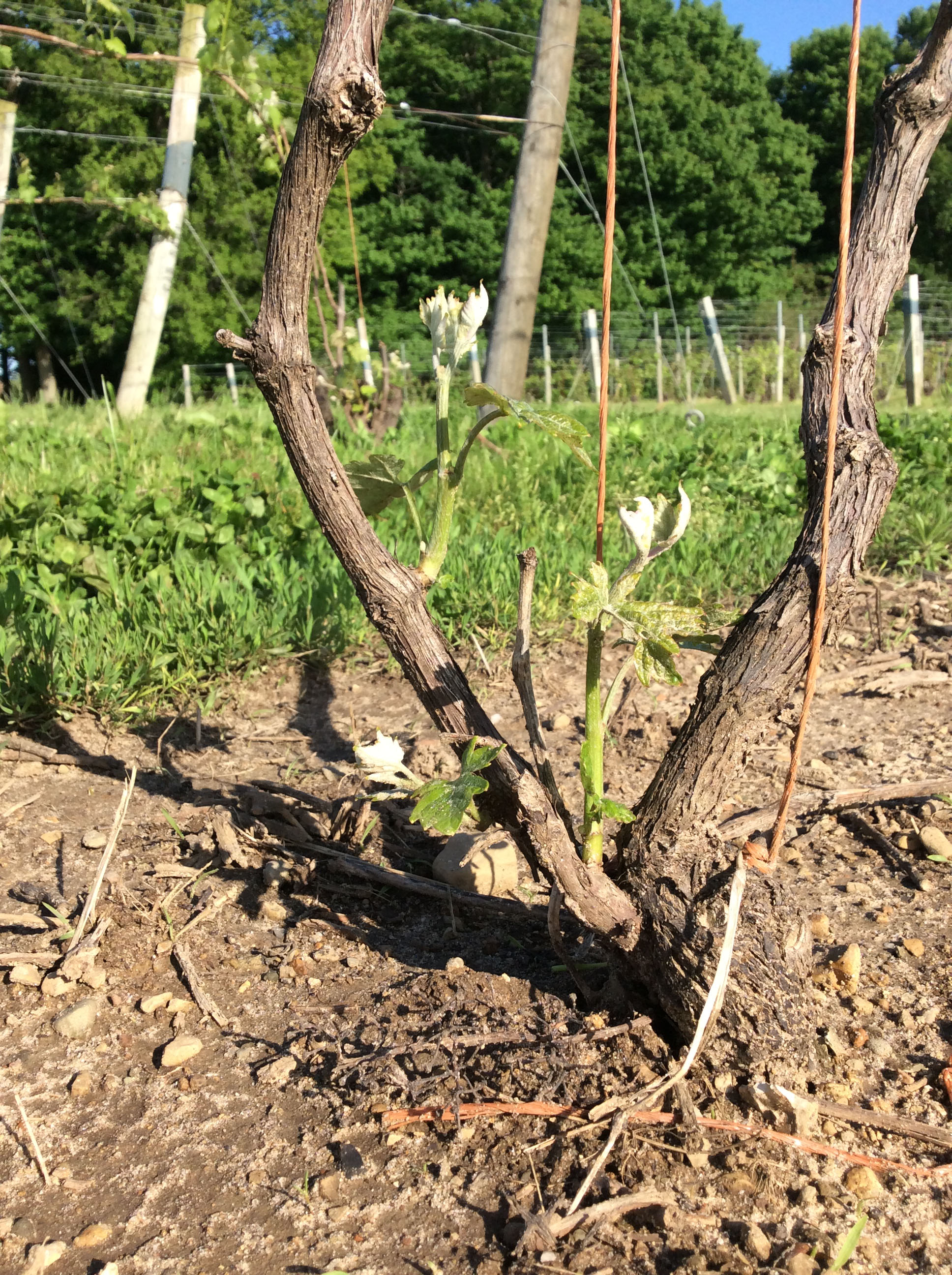 Close up of severely damaged grapevine 